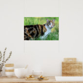 Braune und weiße Katze Poster (Küche)