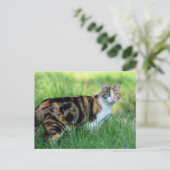 Braune und weiße Katze Postkarte (Stehend Vorderseite)