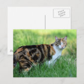 Braune und weiße Katze Postkarte (Vorne/Hinten)