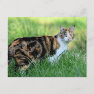 Braune und weiße Katze Postkarte