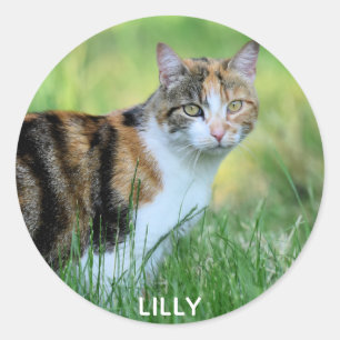 Braune und weiße Katze Runder Aufkleber