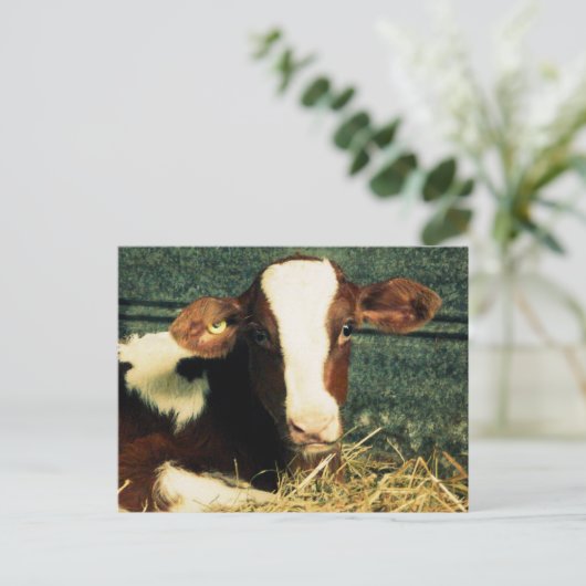 Braune und weiße Milchkühe Postkarte (Stehend Vorderseite)