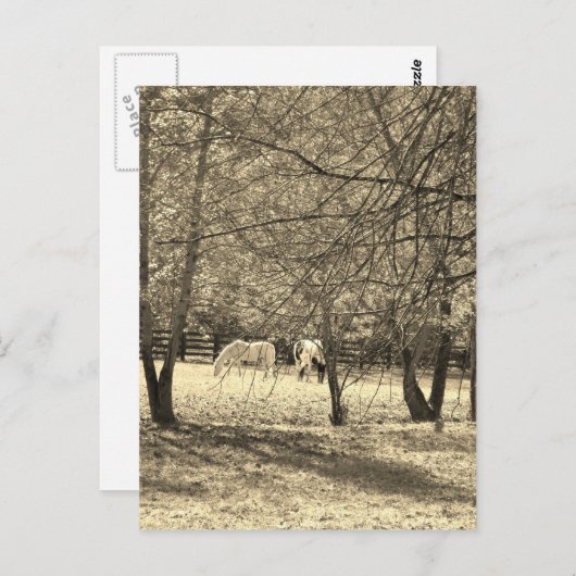 Braune und weiße Pferde im Baum. Sepia Tone Postkarte (Vorne/Hinten)