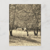 Braune und weiße Pferde im Baum. Sepia Tone Postkarte (Vorderseite)