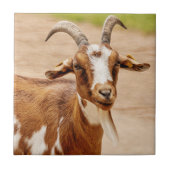 Braune und weiße Ziege Fliese (Vorderseite)