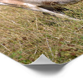 Braune und weiße Ziege im Gras Poster (Ecke)