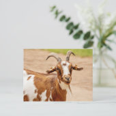 Braune und weiße Ziege Postkarte (Stehend Vorderseite)