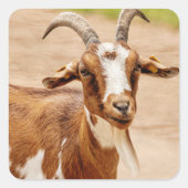 Braune und weiße Ziege Quadratischer Aufkleber (Vorderseite)