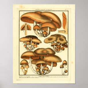 Braune Vintage-Pilze Französischer Kunst Druck Poster