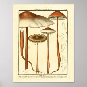 Braune Vintage-Pilze Französischer Kunst Druck Poster