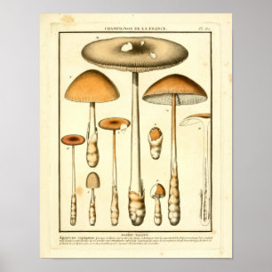 Braune Vintage-Pilze Französischer Kunst Druck Poster