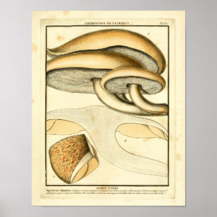 Braune Vintage-Pilze Französischer Kunst Druck Poster