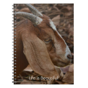 Braune Weiße Ziege Kauai (meine Fotografie) Notizblock