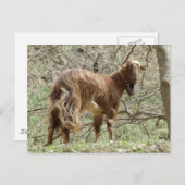 Braune Ziege Postkarte (Vorne/Hinten)