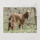 Braune Ziege Postkarte (Vorderseite)