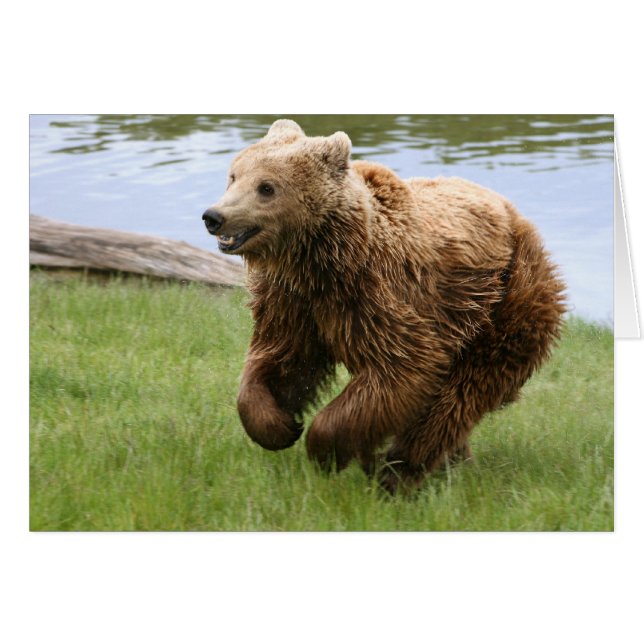 Brauner Bär (Vorderseite (Horizontal))