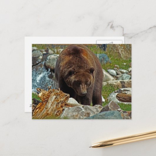 Brauner Bär bei der Yellowstone Postkarte (Vorderseite/Rückseite Beispiel)