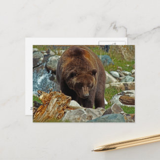 Brauner Bär bei der Yellowstone Postkarte