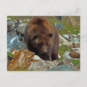 Brauner Bär bei der Yellowstone Postkarte (Vorderseite)