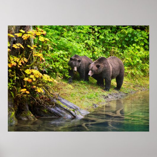 Brauner Bär & Cub | Hyder, Alaska Poster (Vorne)