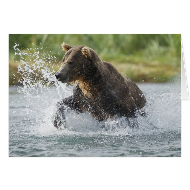 Brauner Bär, der Lachs im Fluss jagt (Vorderseite (Horizontal))