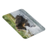 Brauner Bär, der Lachs im Fluss jagt Magnet (Rechte Seite)