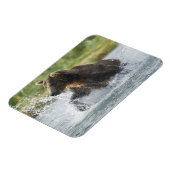 Brauner Bär, der Lachs im Fluss jagt Magnet (Linke Seite)