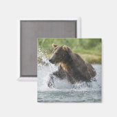 Brauner Bär, der Lachs im Fluss jagt Magnet (Vorderseite/Rückseite)
