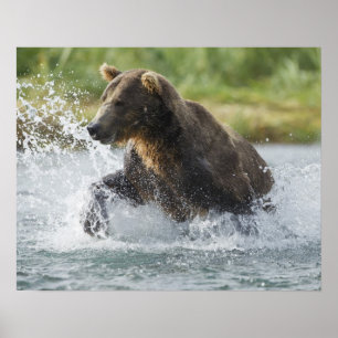 Brauner Bär, der Lachs im Fluss jagt Poster
