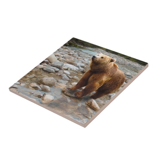 Brauner Bär in Stream Fliese (Seite)
