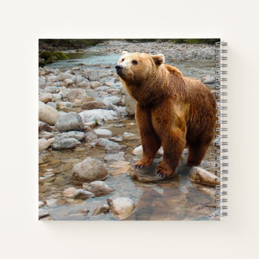 Brauner Bär in Stream Notizblock (Rückseite)