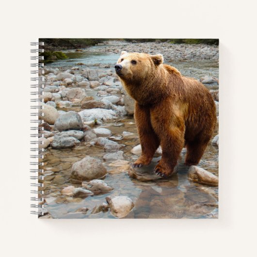 Brauner Bär in Stream Notizblock (Vorderseite)
