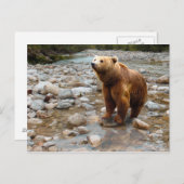 Brauner Bär in Stream Postkarte (Vorne/Hinten)
