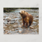 Brauner Bär in Stream Postkarte (Vorderseite)