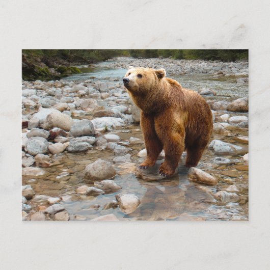 Brauner Bär in Stream Postkarte (Vorderseite)