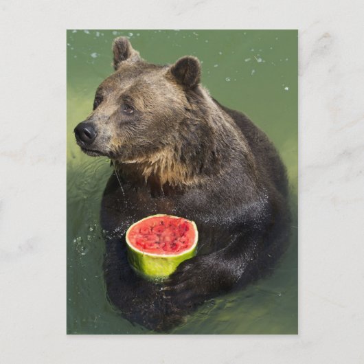 Brauner Bär mit Wassermelone Postkarte (Vorderseite)