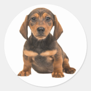 Brauner Dachshund-Welpe Hundeliebe Herz Runder Aufkleber