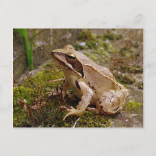 Brauner Frosch nah Postkarte