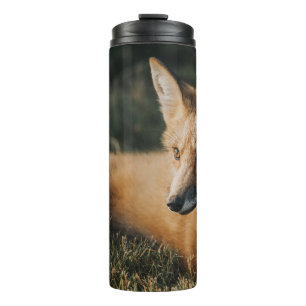 BRAUNER FUCHS AUF DEM BODEN THERMOSBECHER