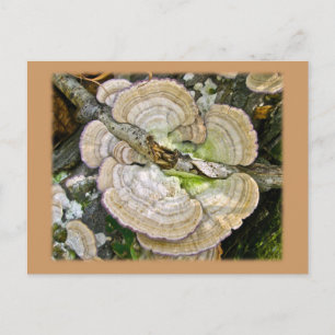 Brauner gestreifter Shelf Fungi-Artikel Postkarte