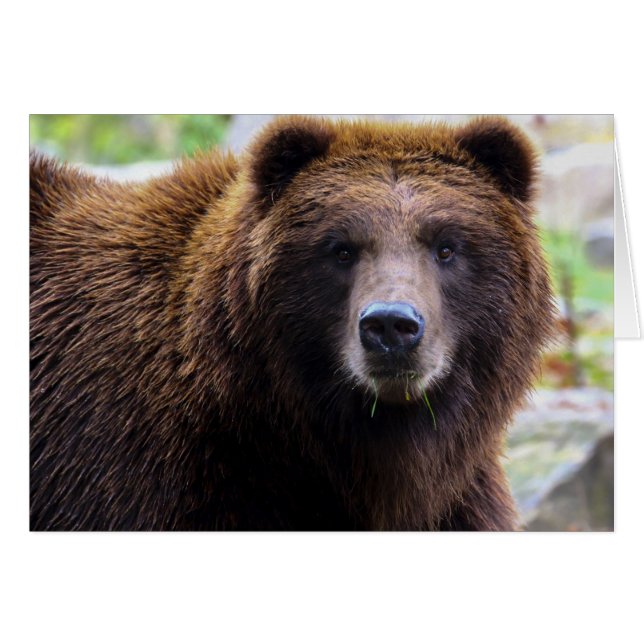 Brauner Grizzlybär (Vorderseite (Horizontal))