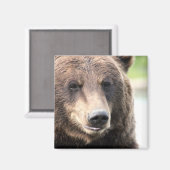Brauner Grizzlybär Magnet (Vorderseite/Rückseite)