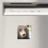 Brauner Grizzlybär Magnet (In Situ (Geschirrspüler))