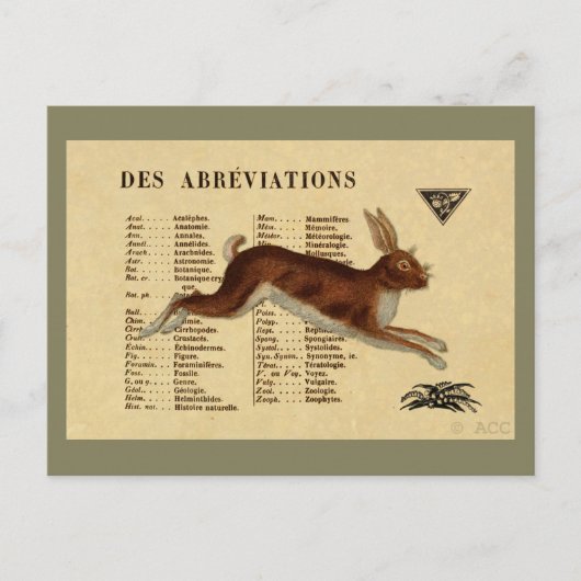 Brauner Kaninchen Postkarte (Vorderseite)