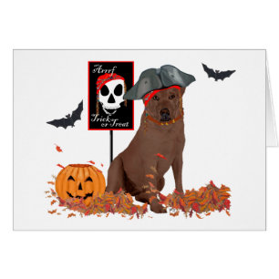 Brauner Labrador Retriever Pirat