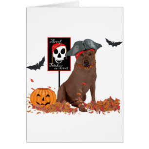 Brauner Labrador Retriever Pirat