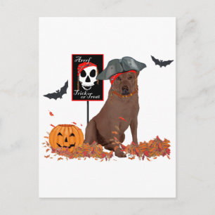 Brauner Labrador Retriever Pirat Postkarte