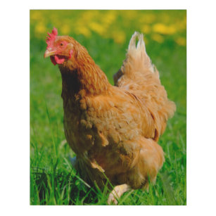 Brauner Legehenne - Huhn im Gras Künstlicher Leinwanddruck