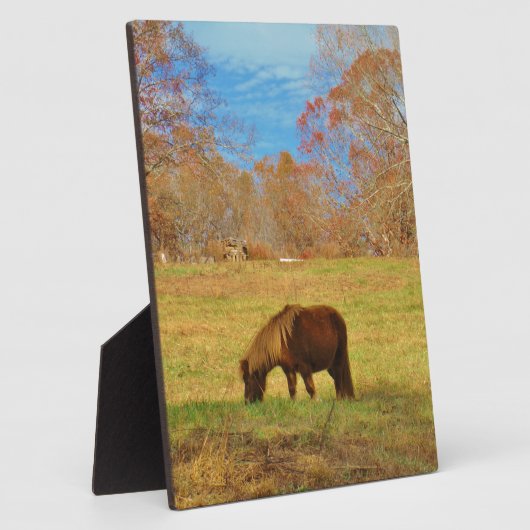 Brauner Miniaturpony Fotoplatte (Seite)