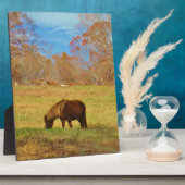 Brauner Miniaturpony Fotoplatte (Seite)